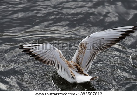 seagull swimming in search of food