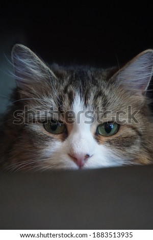 Siberian Kitten Closeup of Face with Black, White, and Brown Fur