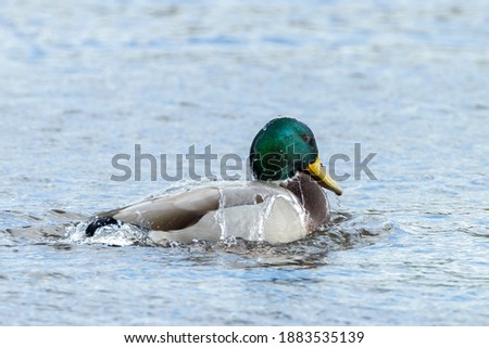 A male mallard dabling duck, Anas platyrhynchos, washing