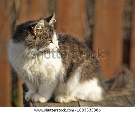 white and brown fluffy cat outdoor