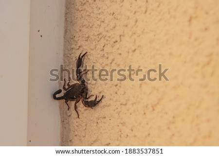 Scorpion chilling on the wall on Croatian island Pag.