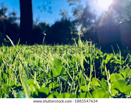 A picture of green grass on the ground with the shining of the sun
