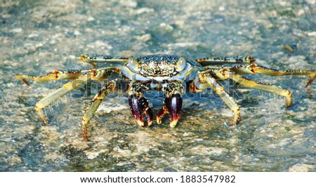 Multi colored crab on rocky tropical coastline