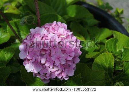 Hydrangea a typical flower of the Azores and Madeira 