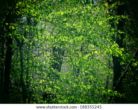 A filtered photo background of spring foliage on trees in the Piedmont region of North Carolina.