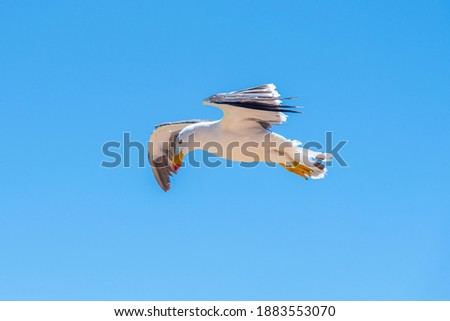 Sea gull in flight in Gerladton, Australia