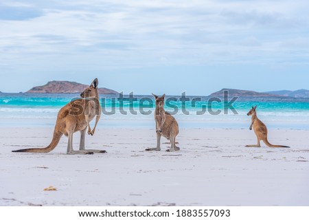 Kangaroos at Lucky Bay in Australia