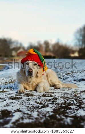 Rastafari theme photo: Cute Golden Retriever with the "rastacap" ("tam") lying in the snowy Winter.