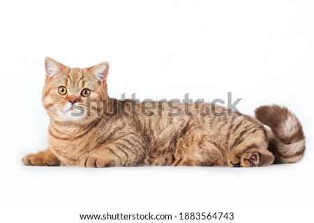 Red british cat laying on white background Royalty-Free Stock Photo #1883564743