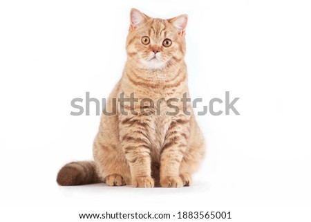 Red british cat sitting on white background Royalty-Free Stock Photo #1883565001