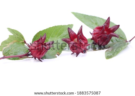The red edible plant is called 
roselle,Take a picture on a white scene