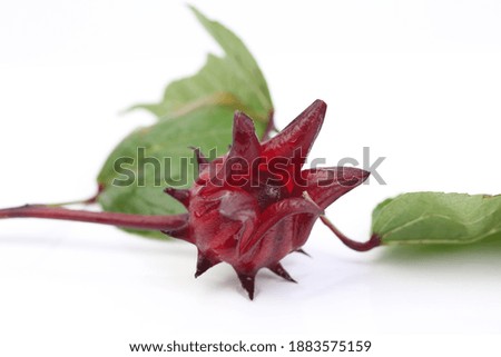 The red edible plant is called 
roselle,Take a picture on a white scene