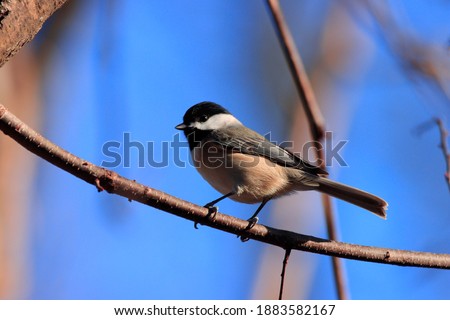 Black capped chickadee in the late afternoon sun