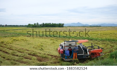 The farmer is working in the field with a harvester. Kombain collects on the rice field crop. Agricultural machinery in the field, people use the industrial reaper, combine Harvester cut rice plants