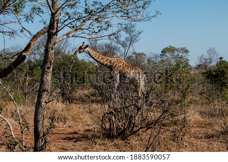 A giraffe grazing in Kruger National Park