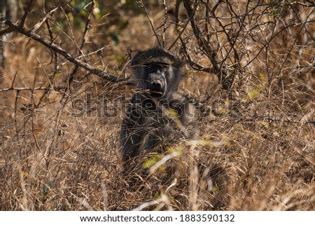 A baboon sitting in the bush in South Africa