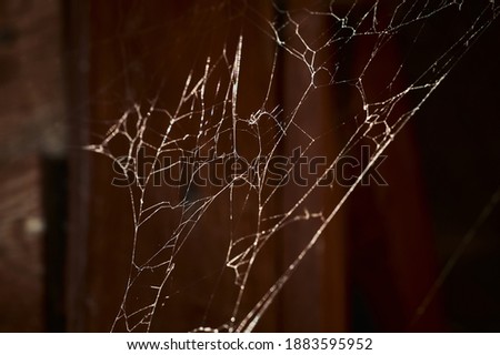      cobwebs on the background of a wooden fence in the sun                          
