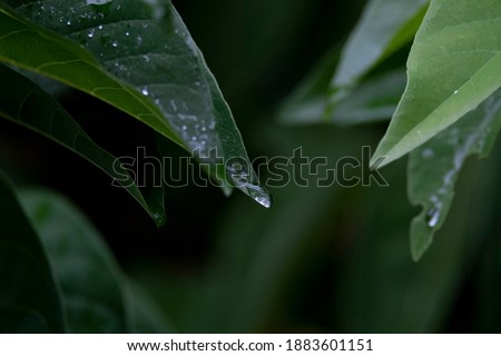 Rain forest green macro nature photography leave with morning dew water drop ecology concept wallpaper background picture