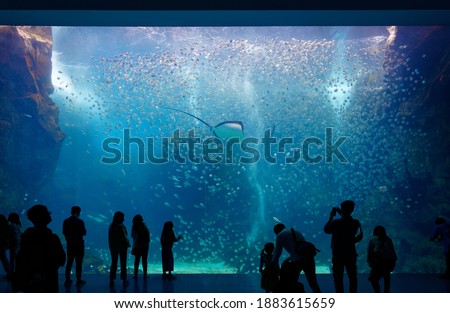 People gazing through the giant glass panel of Xpark Aquarium, Taoyuan, Taiwan, and mesmerized by the scene of a stingray swimming among a shoal of silver moony fish in the mysterious underwater world Royalty-Free Stock Photo #1883615659