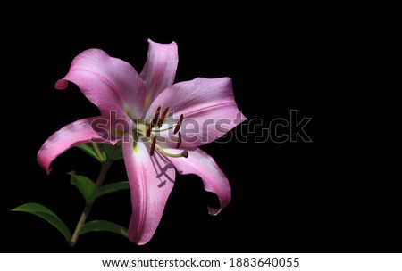 Flowering lily in the home garden in the summer. Black background.
