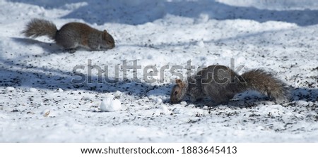 squirrels eating and playing in the snow