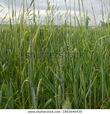 Green wheat field. Agricultural culture. A calming scene. Industry and food production.