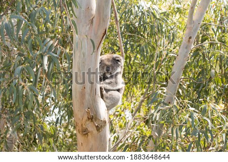 Wild Koala in a gum tree with a baby joey koala clinging to its chest