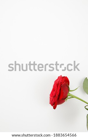 a red rose flower isolated on white background