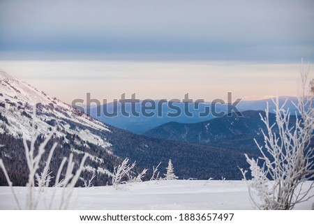 Natural landscape: White snow and fluffy shrubs against the backdrop of blue mountains. Pristine wild beauty. Christmas magic postcard, desktop wallpapers. Selective focus.