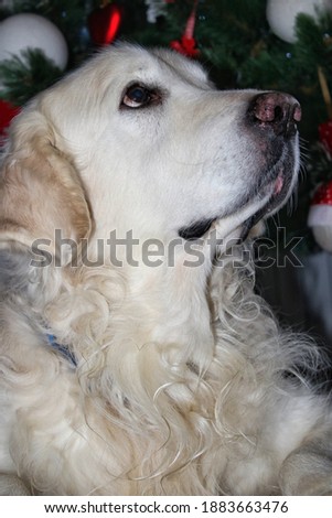 Portrait of a big blond dog on the background of the Christmas tree.