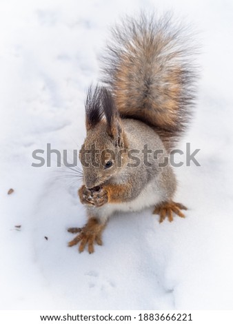 The squirrel sits on white snow with nut in winter. Eurasian red squirrel, Sciurus vulgaris. Copy space background