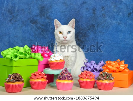 White kitten with heterochromia, odd-eyes, sitting behind a light wood table with birthday presents and cup cakes. Animal bday party,