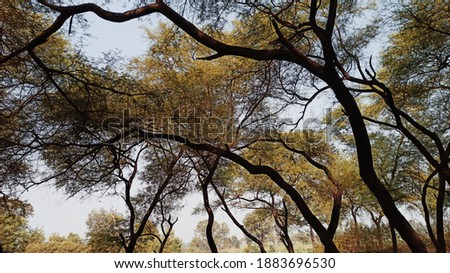 Nature tree background clear picture. 
