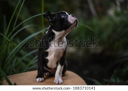 boston terrier puppy black and white grass
