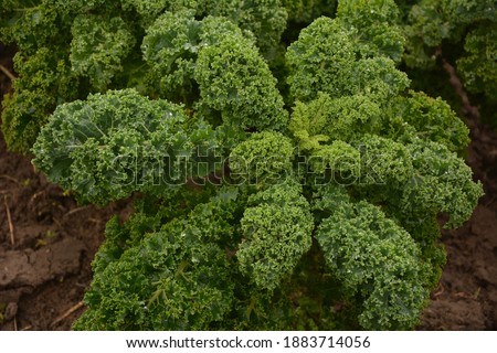 Curly kale on natural organic soil. The kale is a winter vegetable capable of withstanding the cold and is one of the healthiest vegetables that exist.
