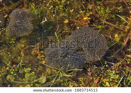 frog caviar in the water. The birth of frog tadpoles in the pond.Caviar of frogs. In a swamp in the woods