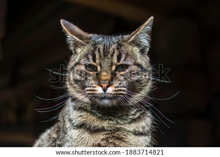 A flattering striped cat sits on a tree stand. Portrait of a cat.The cat washes a paw. Blurred back background.