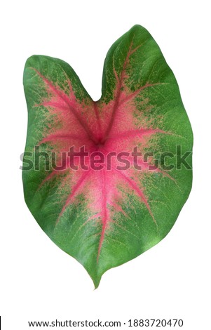 Caladium bicolor, called Heart of Jesus, is a species in the genus Caladium from Latin America isolated on white.