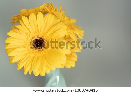 Demonstrating trendy colors 2021 - Gray and Yellow. Beautiful gerbera flowers on grey background.