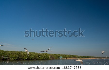 white seagull is flying in the air with a view of the clear blue sea. The green mangrove forest in the evening Where tourists are popular to watch birds and take pictures and relax And happy holidays
