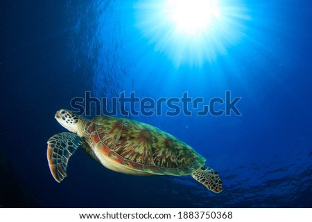 Green Sea Turtle swimming to the surface with Sun Burst in the background. Underwater image taken scuba diving in Komodo National Park, Indonesia with lots of copy space
