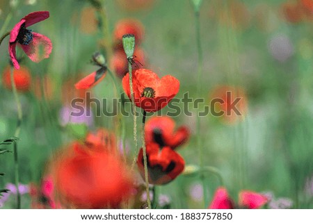 Red poppies close-up on a green spring meadow background.