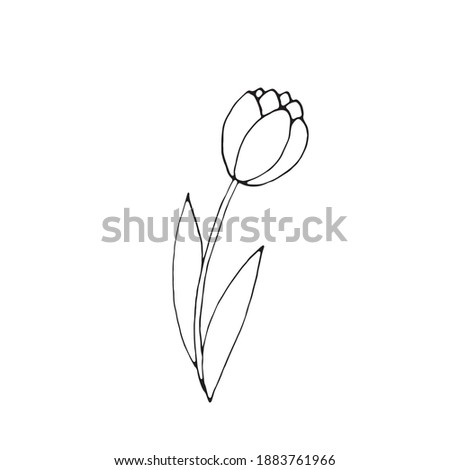 Outline of Tulip flower isolated on white background. Hand drawn design element. Simple black contour illustration in sketch style Doodle. Symbol of spring, love, flowering
