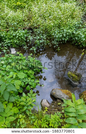 Wild nature in Europe with fallen tree. Mossy trees. Small pond in the forest. Summertime. Fresh green. Lots of light. Empty space for the text editing