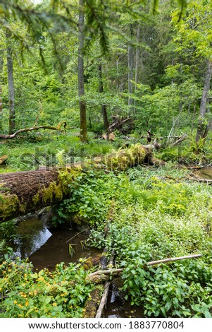Wild nature in Europe with fallen tree. Mossy trees. Small pond in the forest. Summertime. Fresh green. Lots of light. Empty space for the text editing