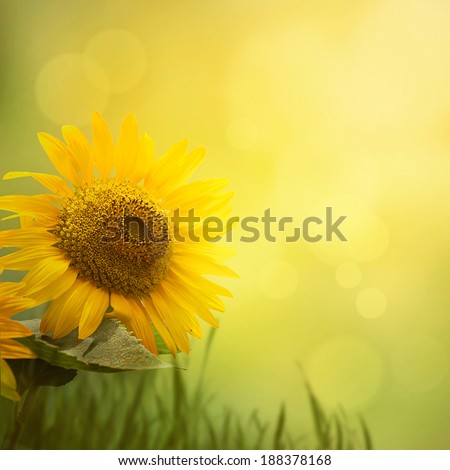 Summer floral background. Sunflower flower in summer sunny day. Border design