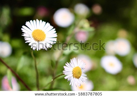 Picture of Little Chamomile in Garden