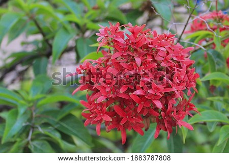 Picture of Red Ixora Flowers in Garden