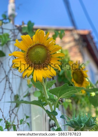 Picture of Bloomed Sunflower in Garden