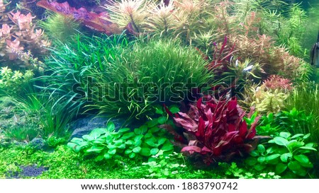 Aquatic plants tank. Beautiful aquarium with colorful aquatic plants in Dutch style aquascaping layout. Selective focus
